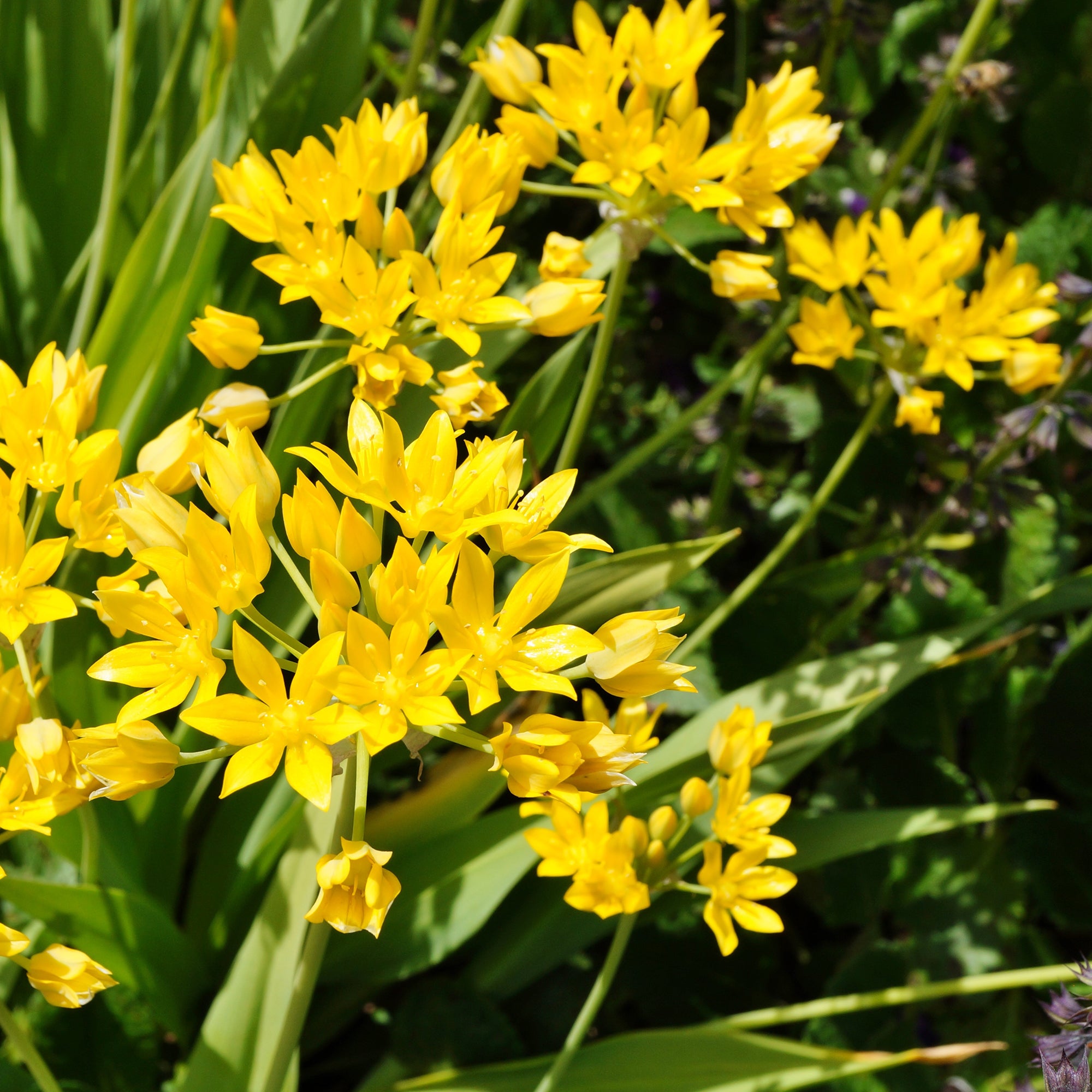 Bakker Allium doré bulbes sachet 50 bulbes jaune 25cm