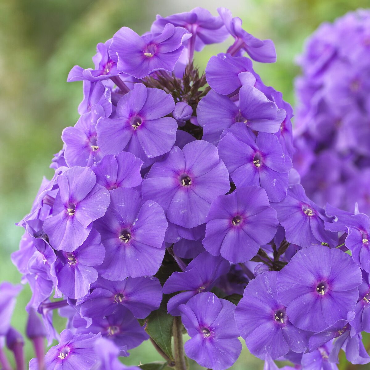 Bakker Phlox Amethyst violet 5 racines nues