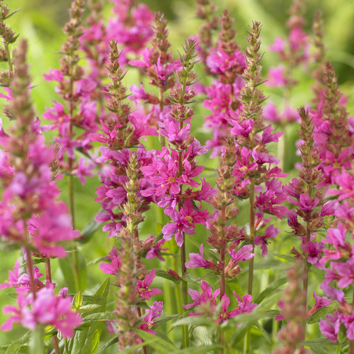 Bakker Plantes vivaces Salicaire Robert pot Ø9cm fuchsia