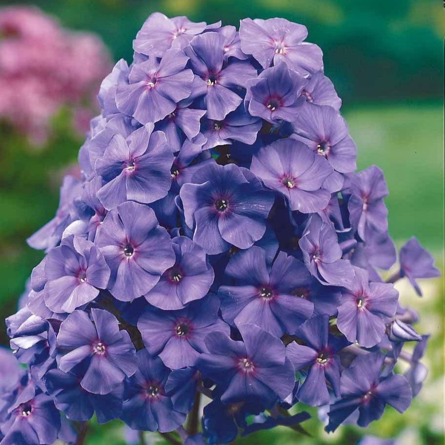 Bakker Phlox Amethyst violet 5 racines nues