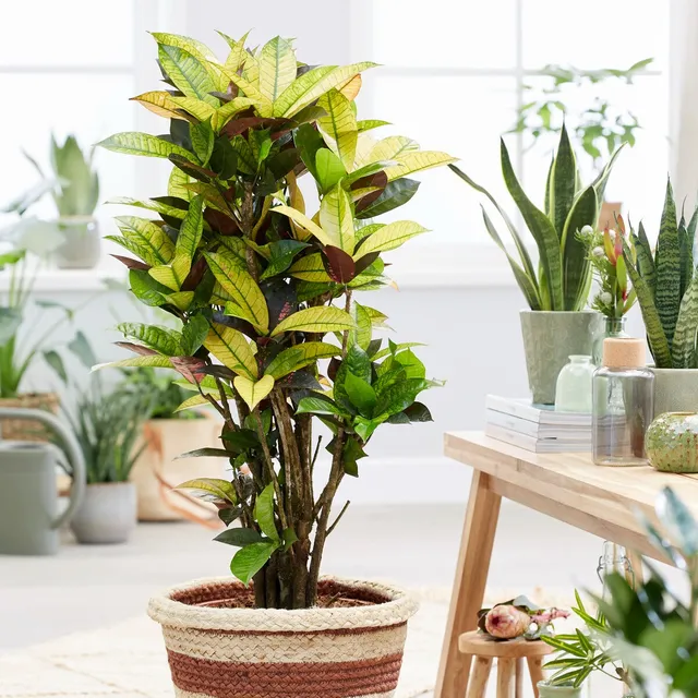 Bakker Mrs Iceton croton pot 12cm 35-45cm multicolore