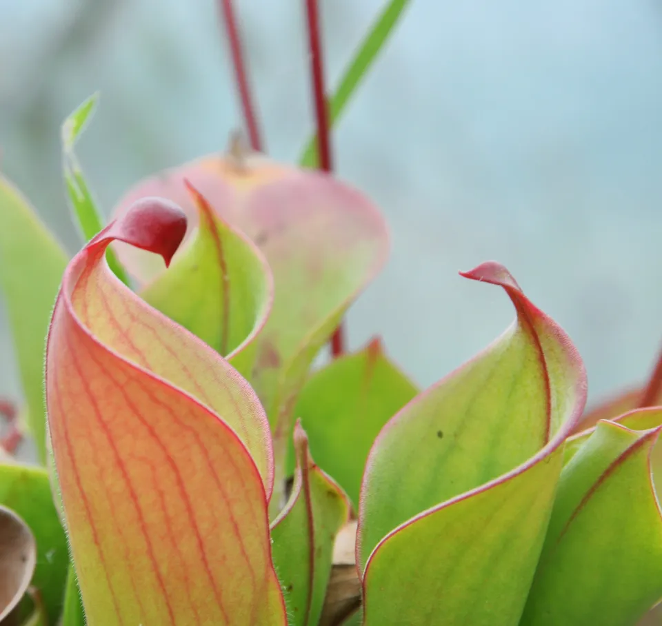 Carniflore Heliamphora heterodoxa x minor carnivore pot 9 cm