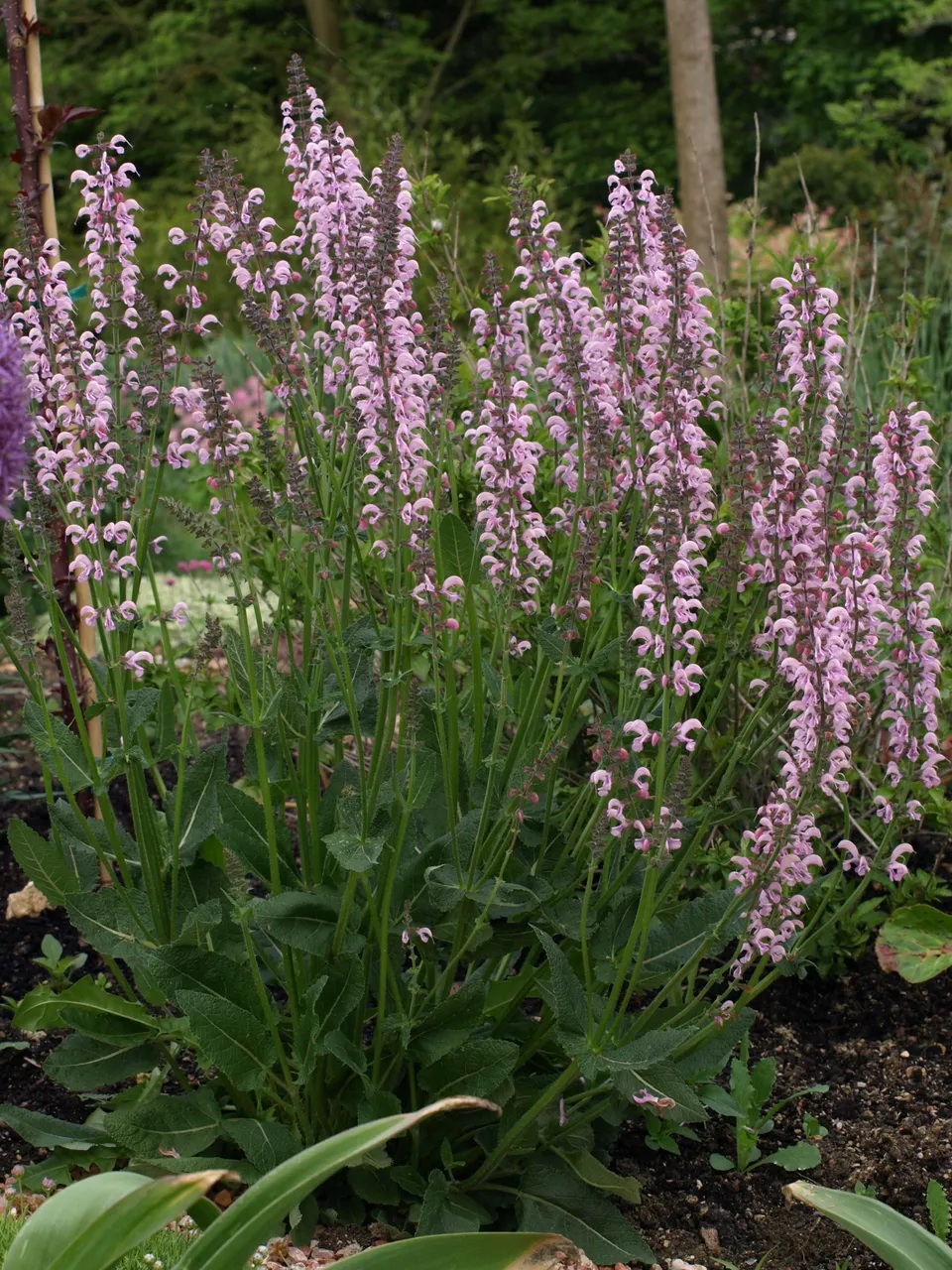 Passion Vivaces Salvia pratensis Evelyne sauge rose pâle pot 1 L