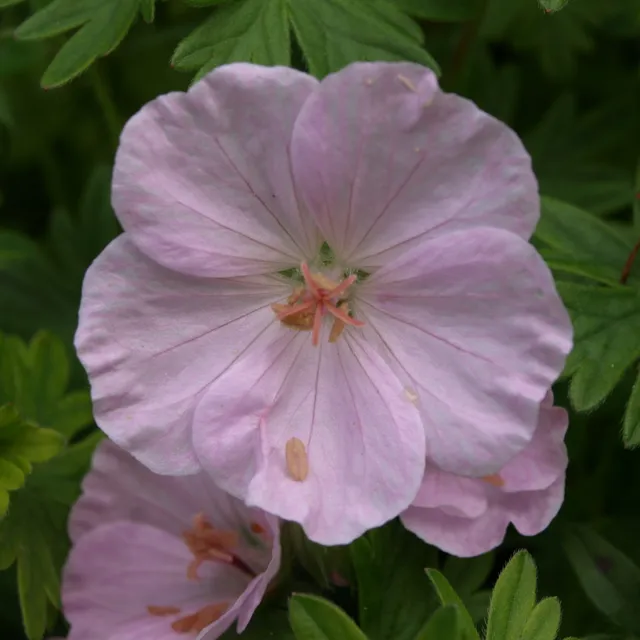 Passion Vivaces GERANIUM sanguineum Apfelblüte géranium godet rose