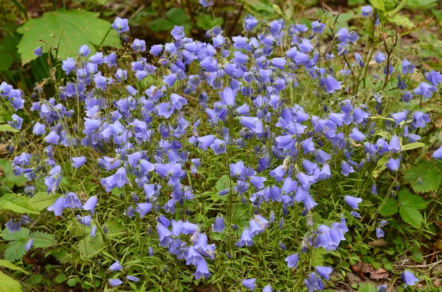 Passion Vivaces Campanula cochleariifolia campanule pot 1L bleue