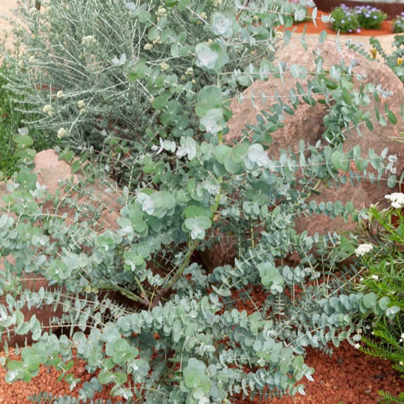 Bakker Baby Blue eucalyptus pot 2L feuillage bleu