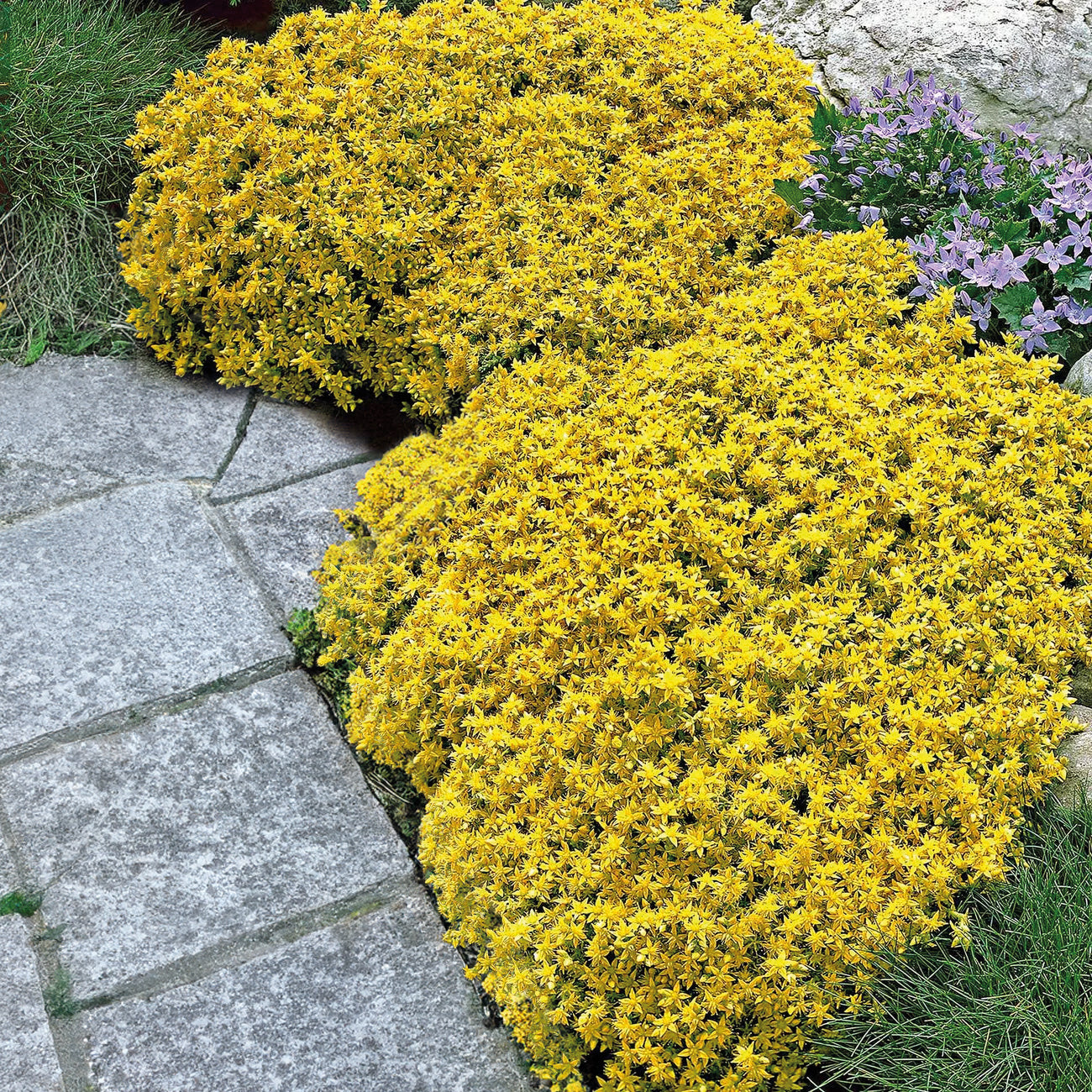 Bakker Sedum acre 2 pots 9cm couvre-sol jaune