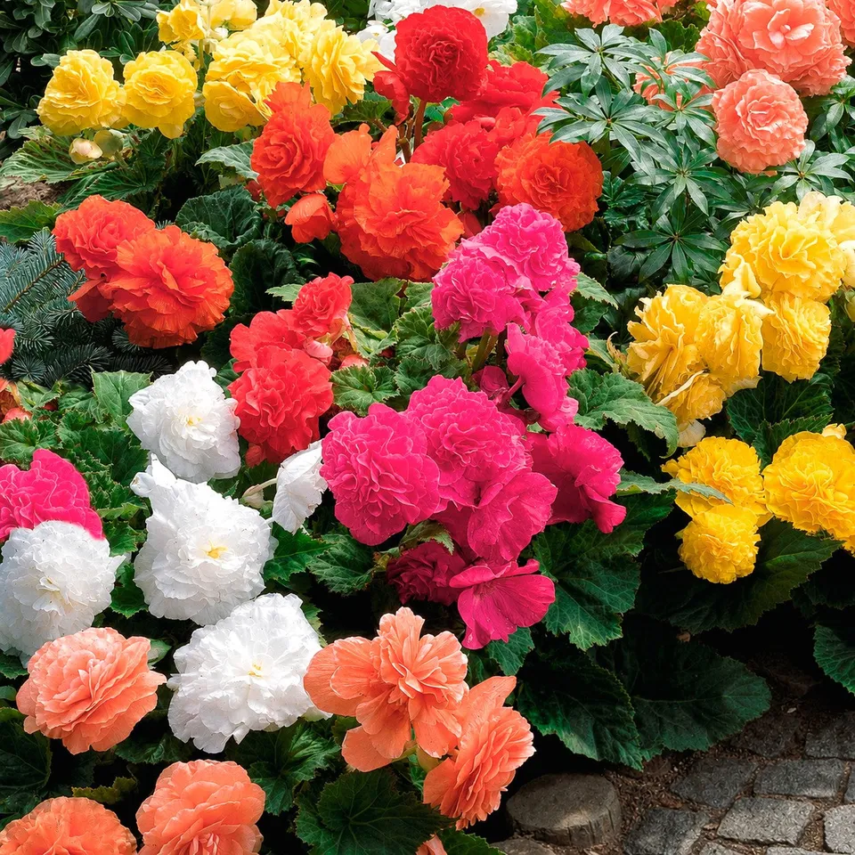 Bakker Bulbes à fleurs 10 Bégonias doubles mélange bulbes