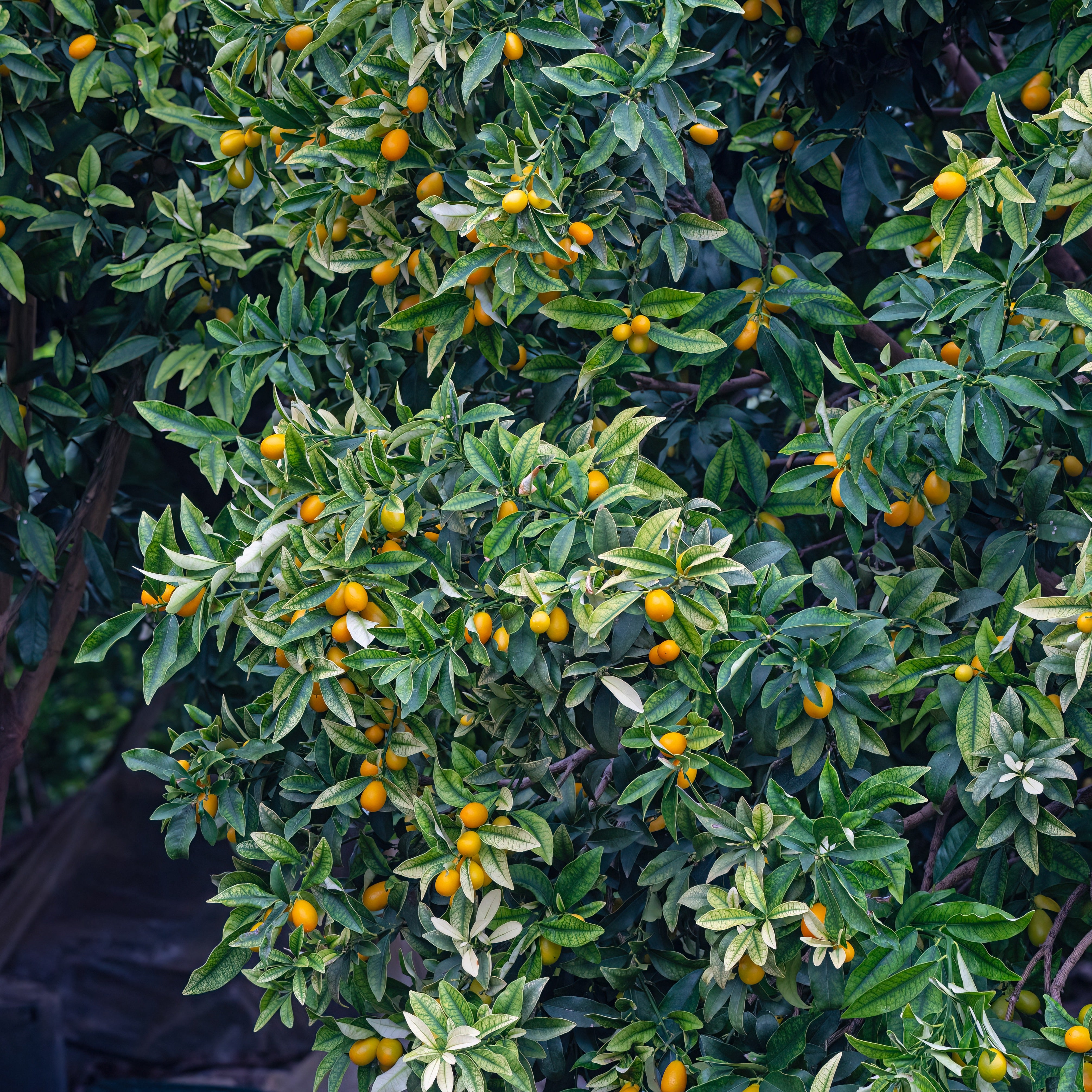 Bakker Fruitiers Kumquat agrume en pot Ø 12cm 20-25cm