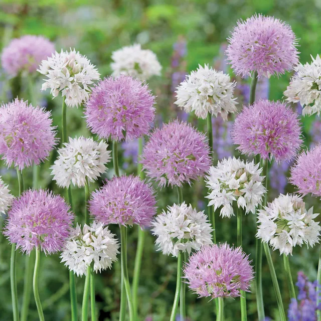 Bakker Allium Graceful Beauty bulbes sachet 10 bulbes blanc