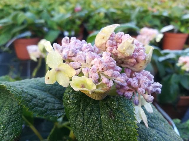 Les Hortensias du Haut Bois Late Love hortensia godet