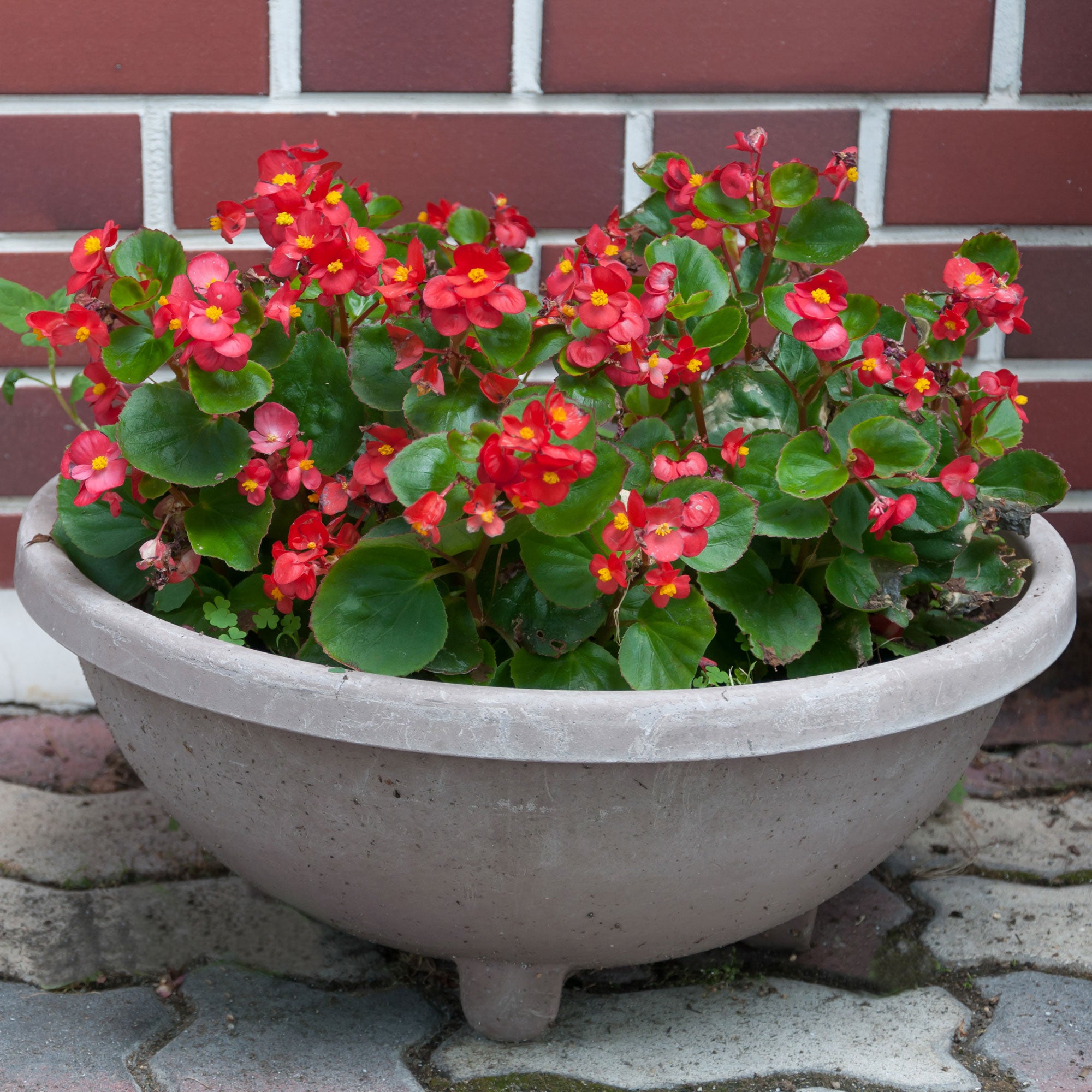 Bakker Semperflorens bégonia pot 10.5cm rouge