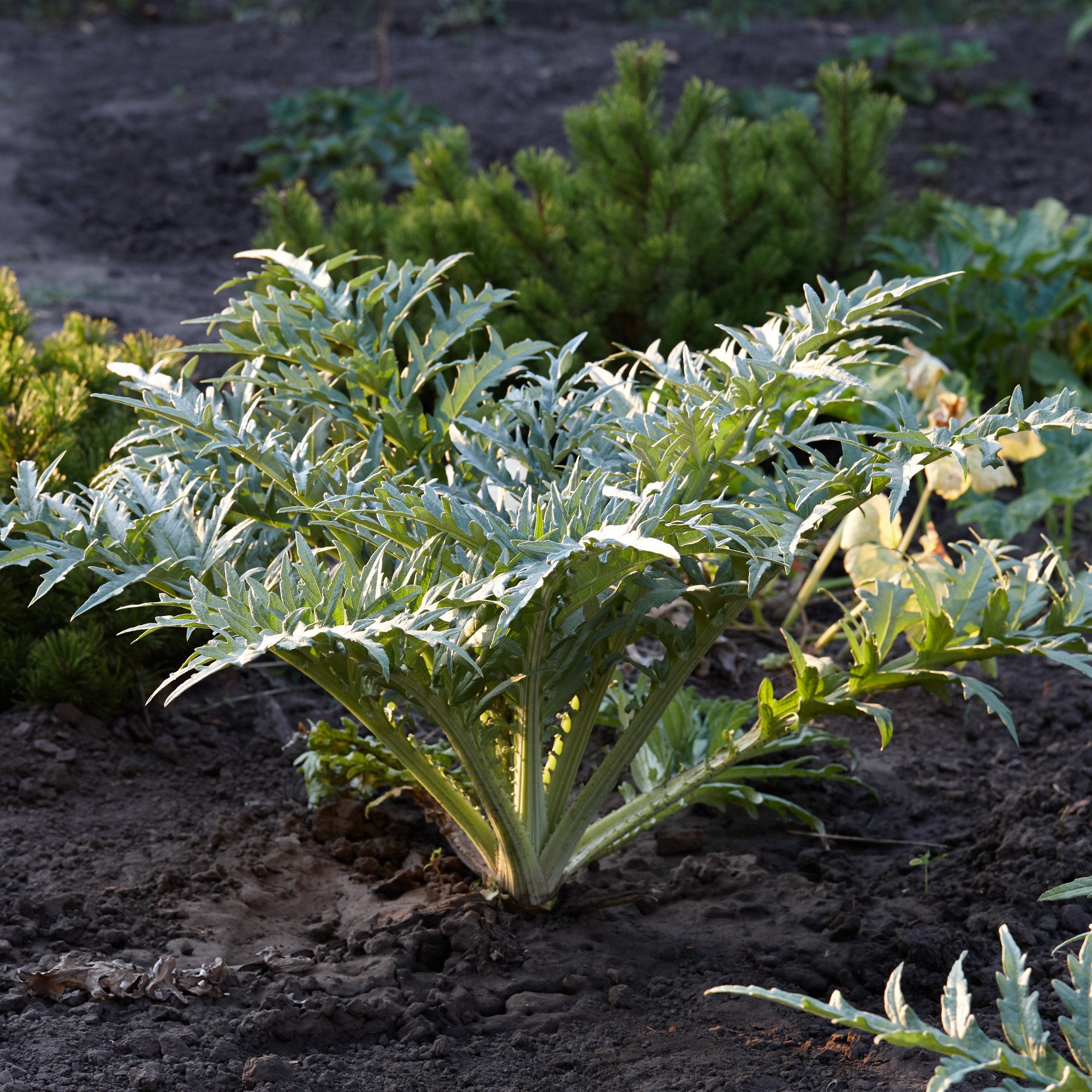 Bakker Artichaut potager pot 9cm fleur violette