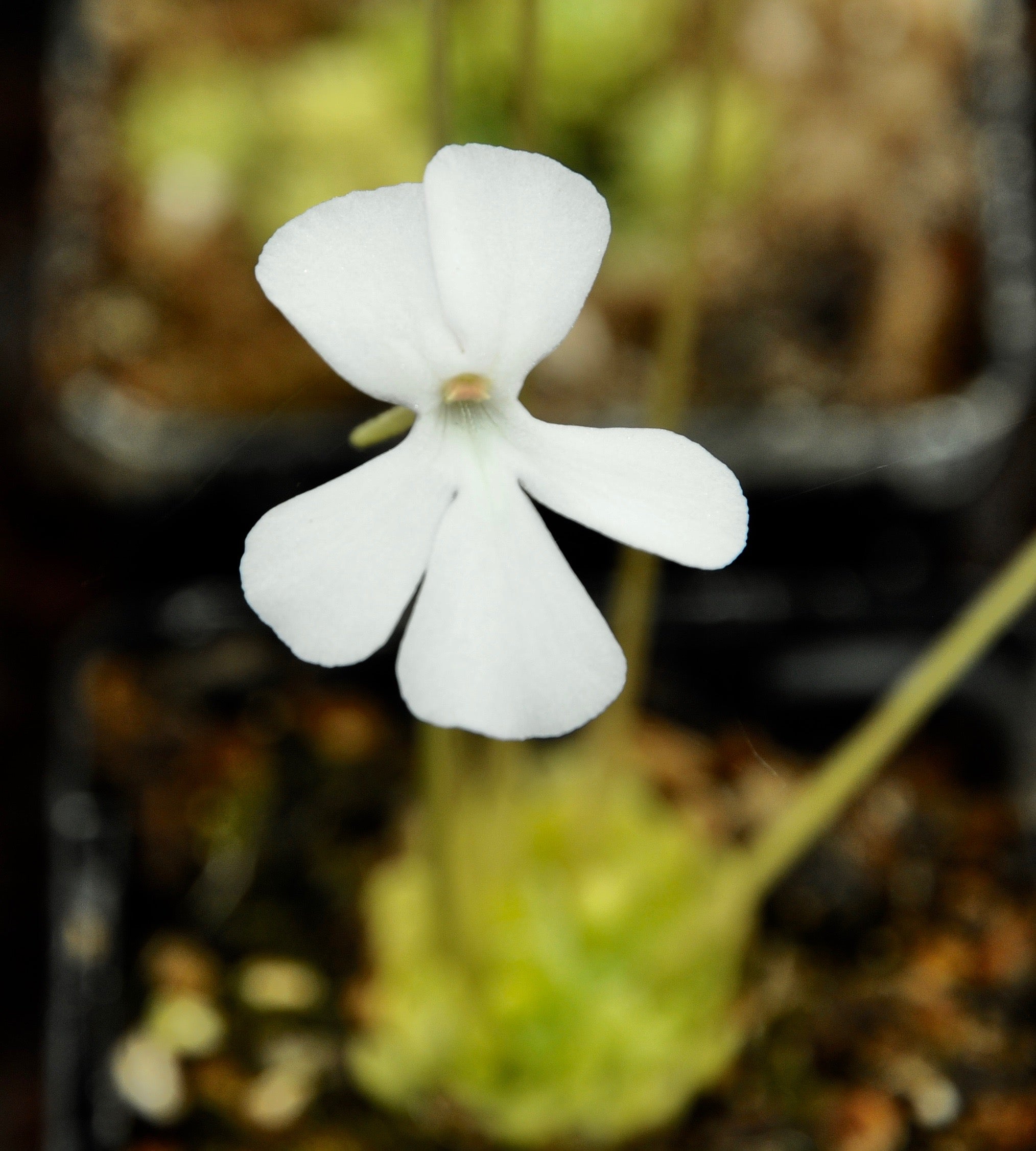 Carniflore Pinguicula ehlersiae albiflora grassette fleurs blanches