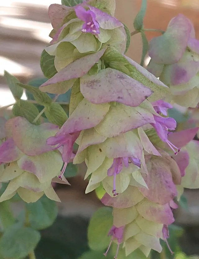 Passion Vivaces Origanum Kent Beauty plante retombante pot 1L