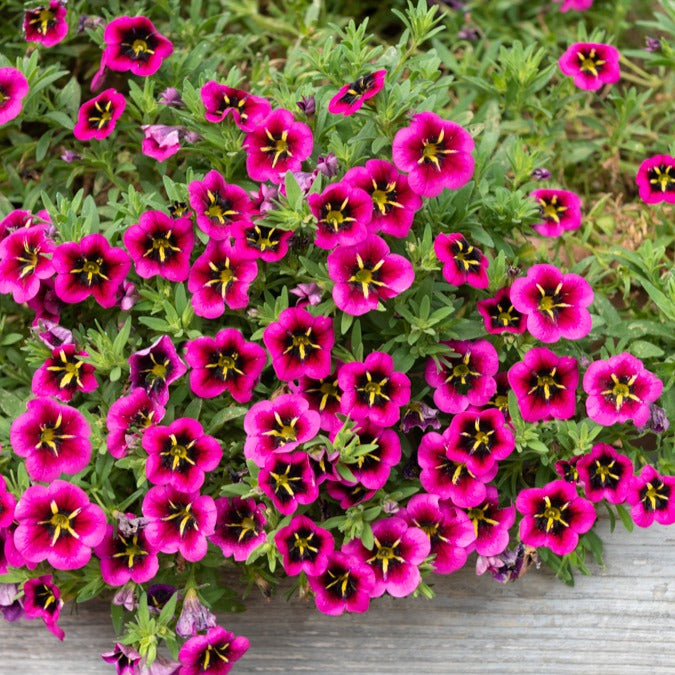 Bakker Good Night Kiss mini-pétunias 3 pots 10,5cm