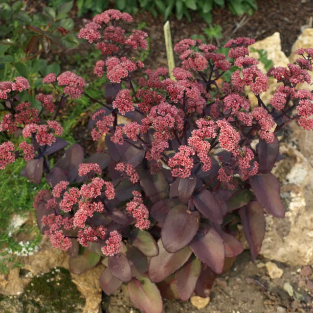 Passion Vivaces Sedum Karfunkelstein vivace pot 1 L rose