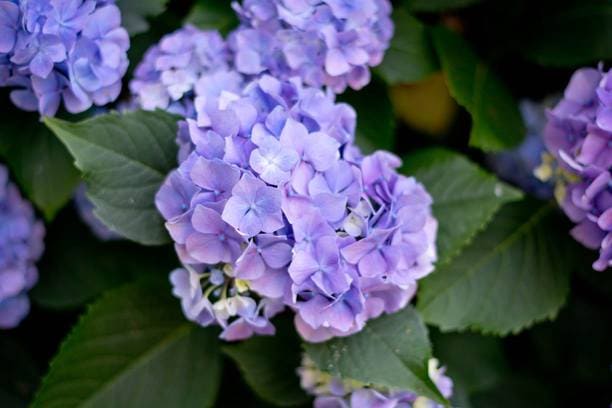 Les Hortensias du Haut Bois Violetta hortensia fleurs rondes