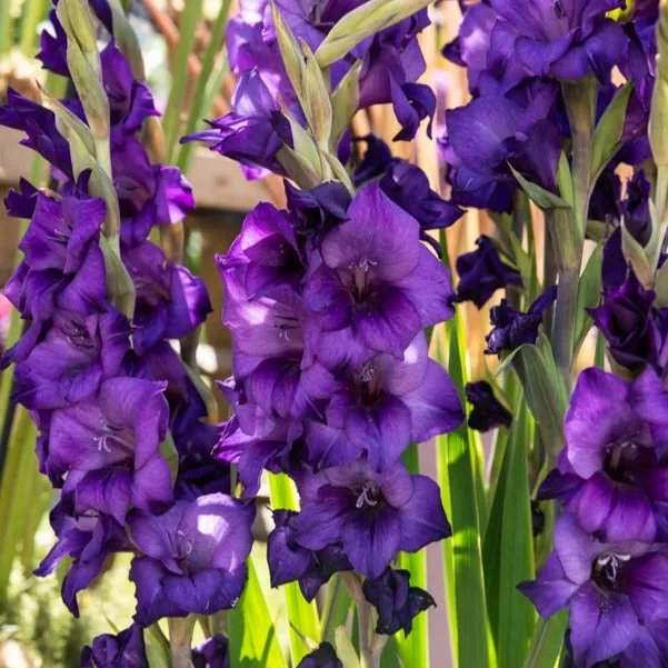 Bakker Glaïeul Purple Flora bulbe violet sachet 10