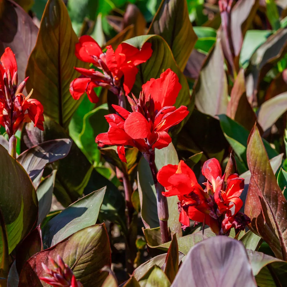 Bakker Red Futurity canna rouge sachet 2 bulbes pourpre