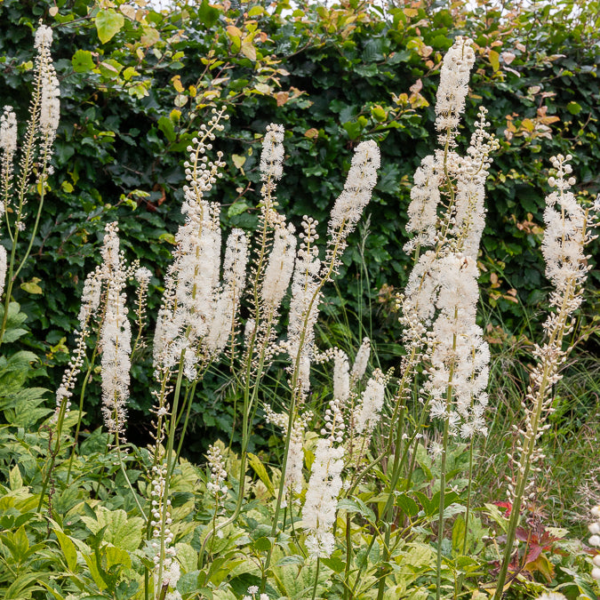 Bakker Cierge d'argent Bugbane plante vivace pot Ø 9cm blanc