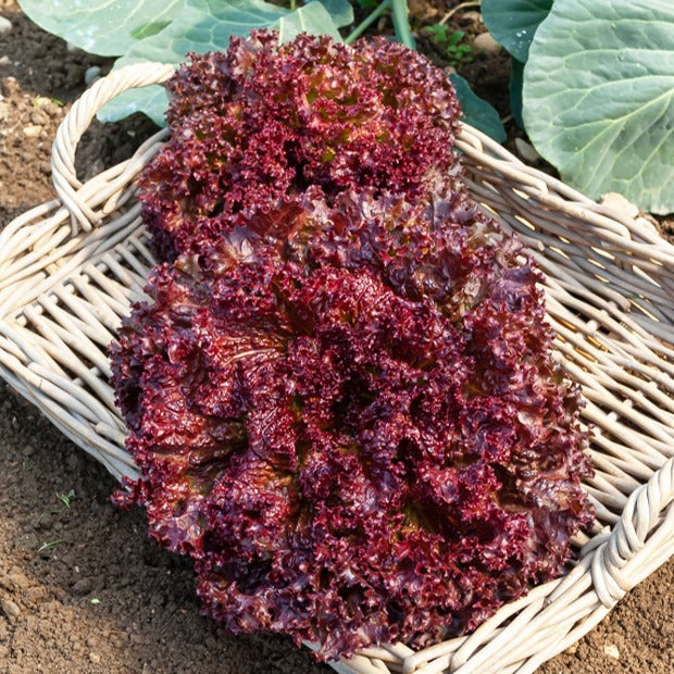 Bakker Potager Lollo Rossa laitue sachet 1g 750 graines à couper