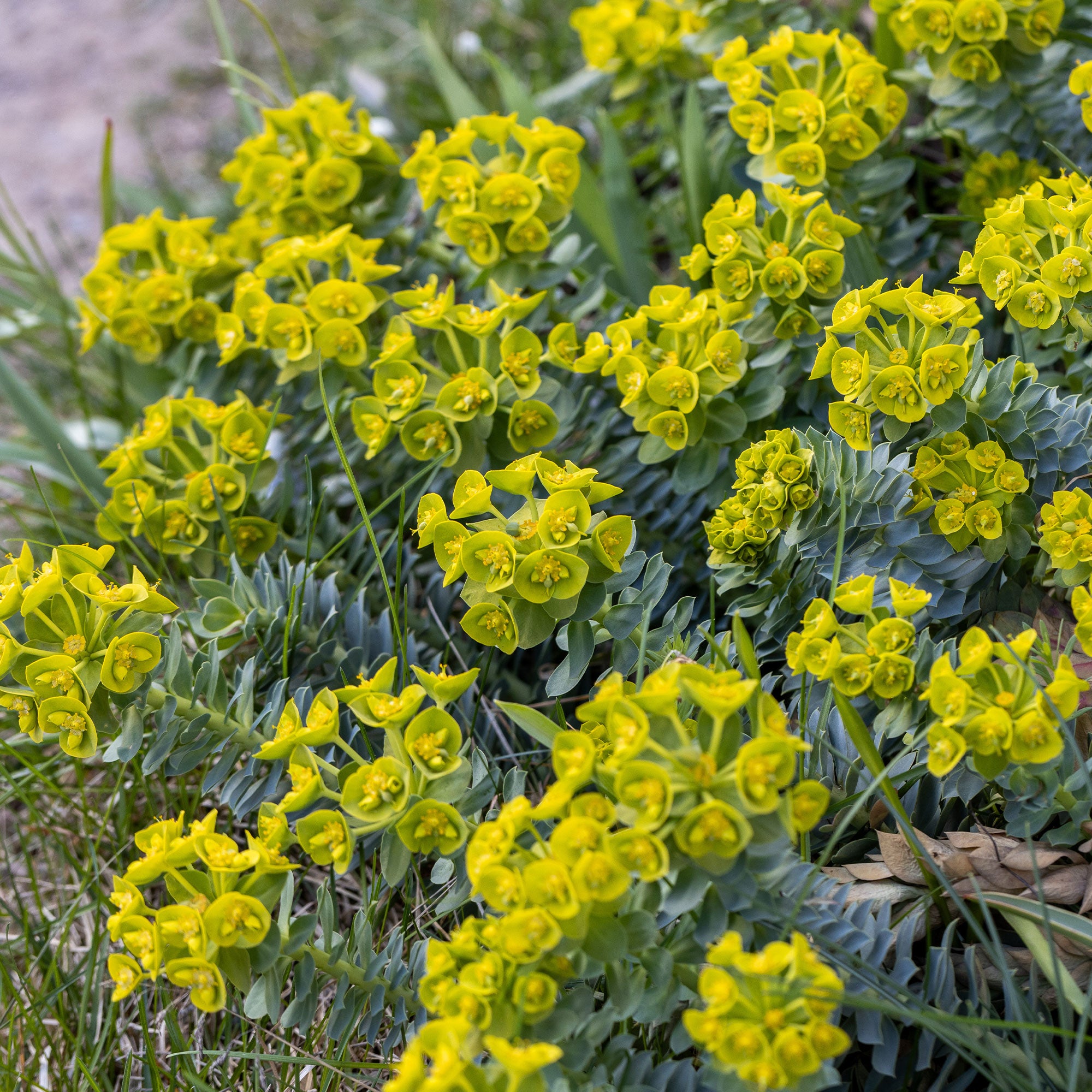 Bakker Euphorbe de Corse vivace pot feuillage persistant soleil