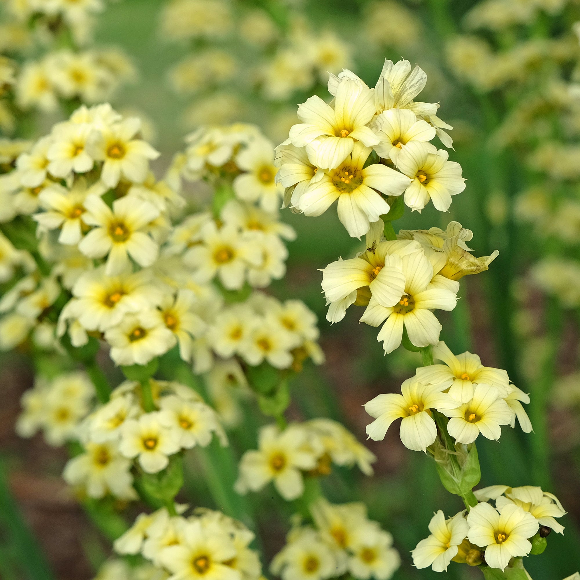 Bakker Bermudienne striée vivace pot 8cm fleurs jaunes