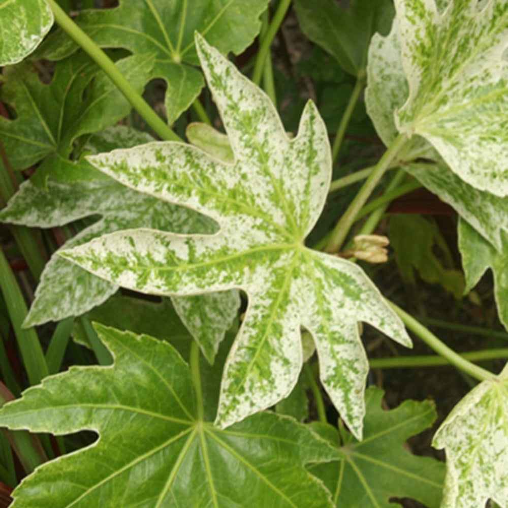 Bakker Aralia Spiders Web plante terrasse pot 8cm panaché