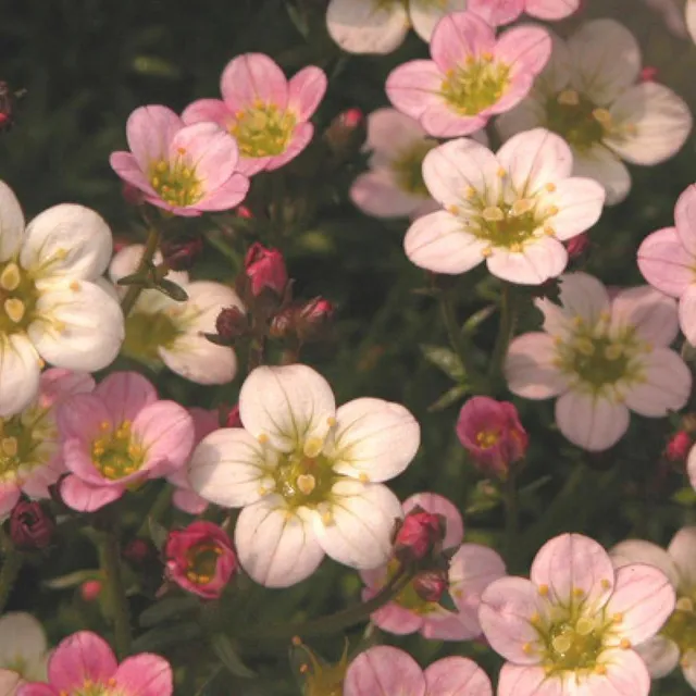 Bakker Plantes vivaces Saxifrage Ware's Crimson vivace pot 8cm