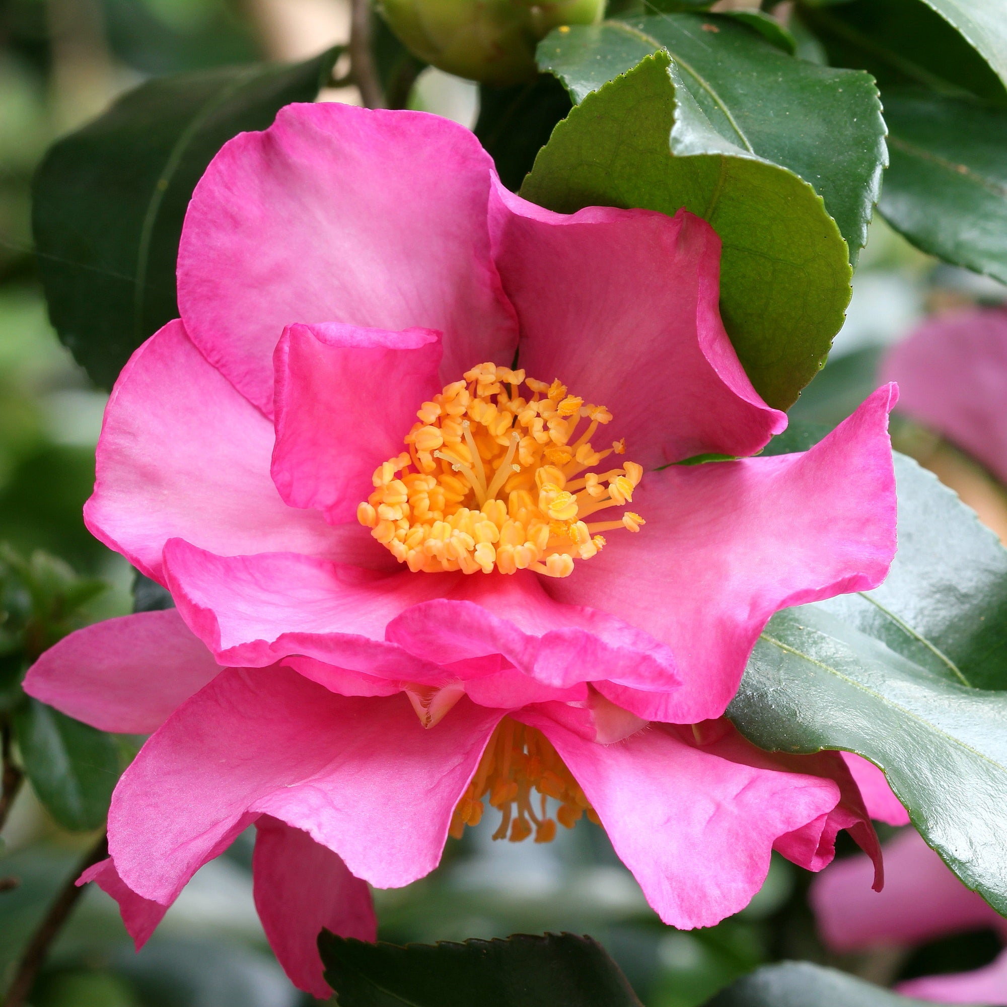 Bakker Camélia d'automne Sasanqua rose pot 3L 40-50cm