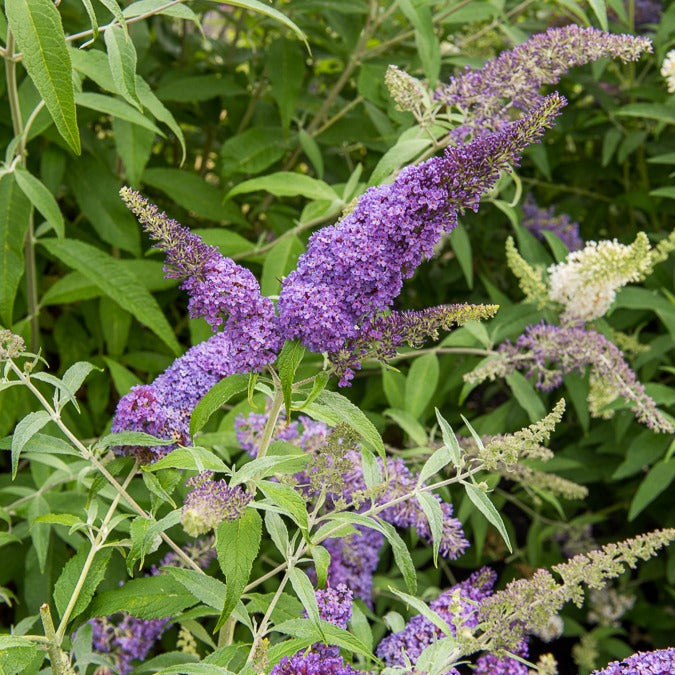 Bakker Lavender Flow arbre aux papillons tige pot Ø19cm