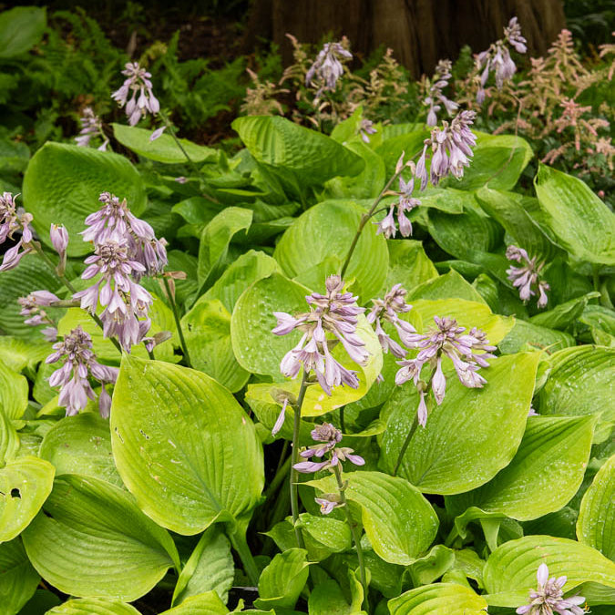 Bakker Plantes vivaces Hosta Sum and Substance hosta pot 9cm
