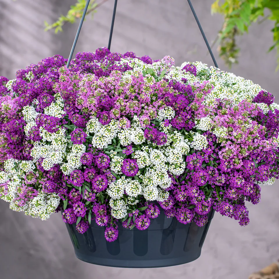 Bakker Plantes vivaces 3 Alysses odorants pots Ø 10.5cm parfumés
