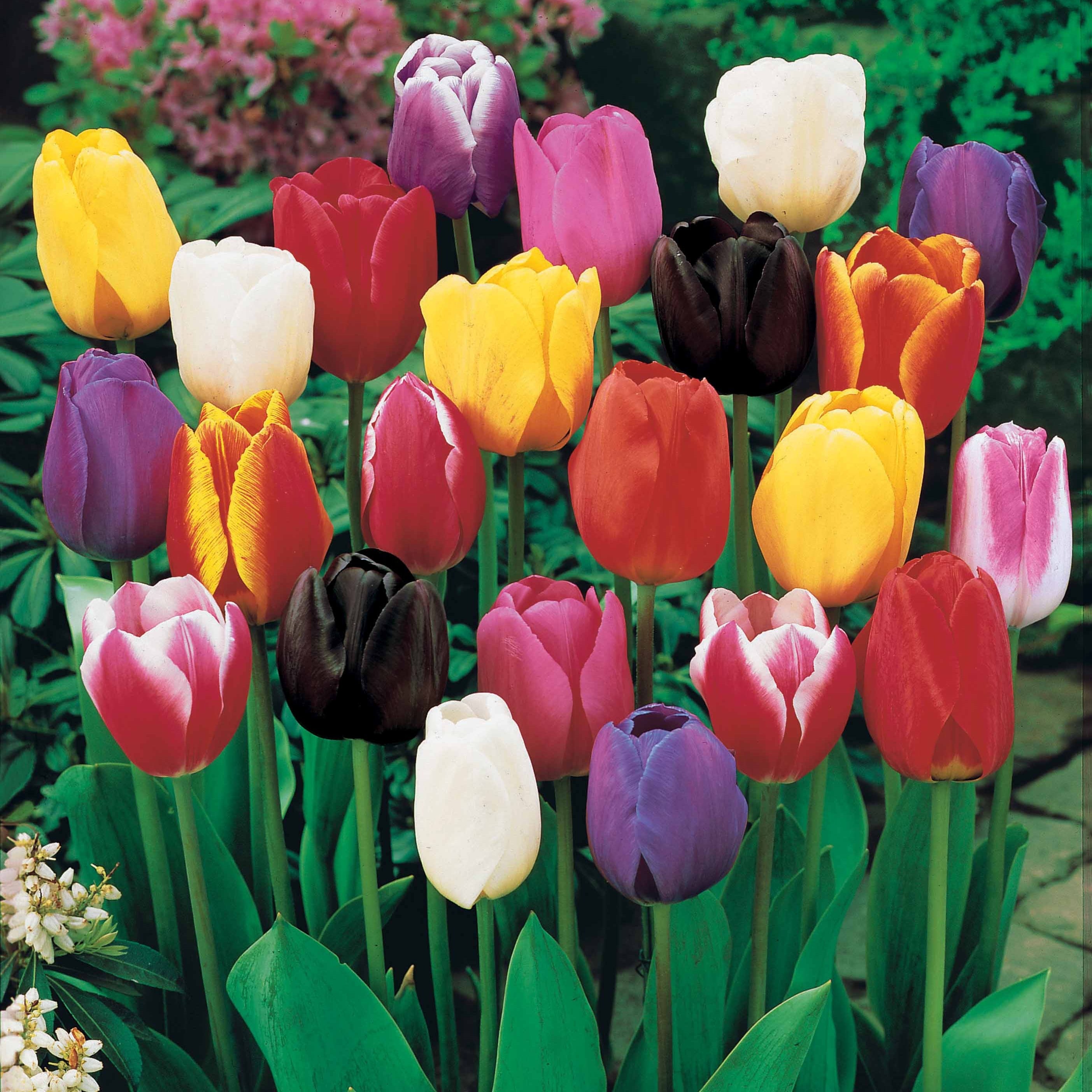 Bakker Tulipes Longues Tiges bulbes sachet 75 mélange