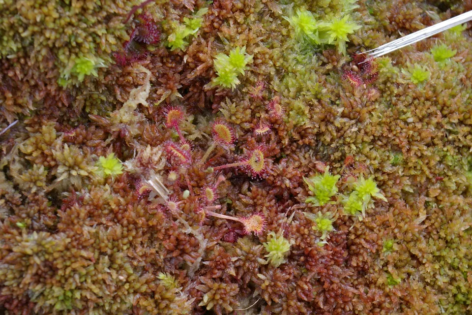 Carniflore Drosera rotundifolia plante carnivore feuilles rondes