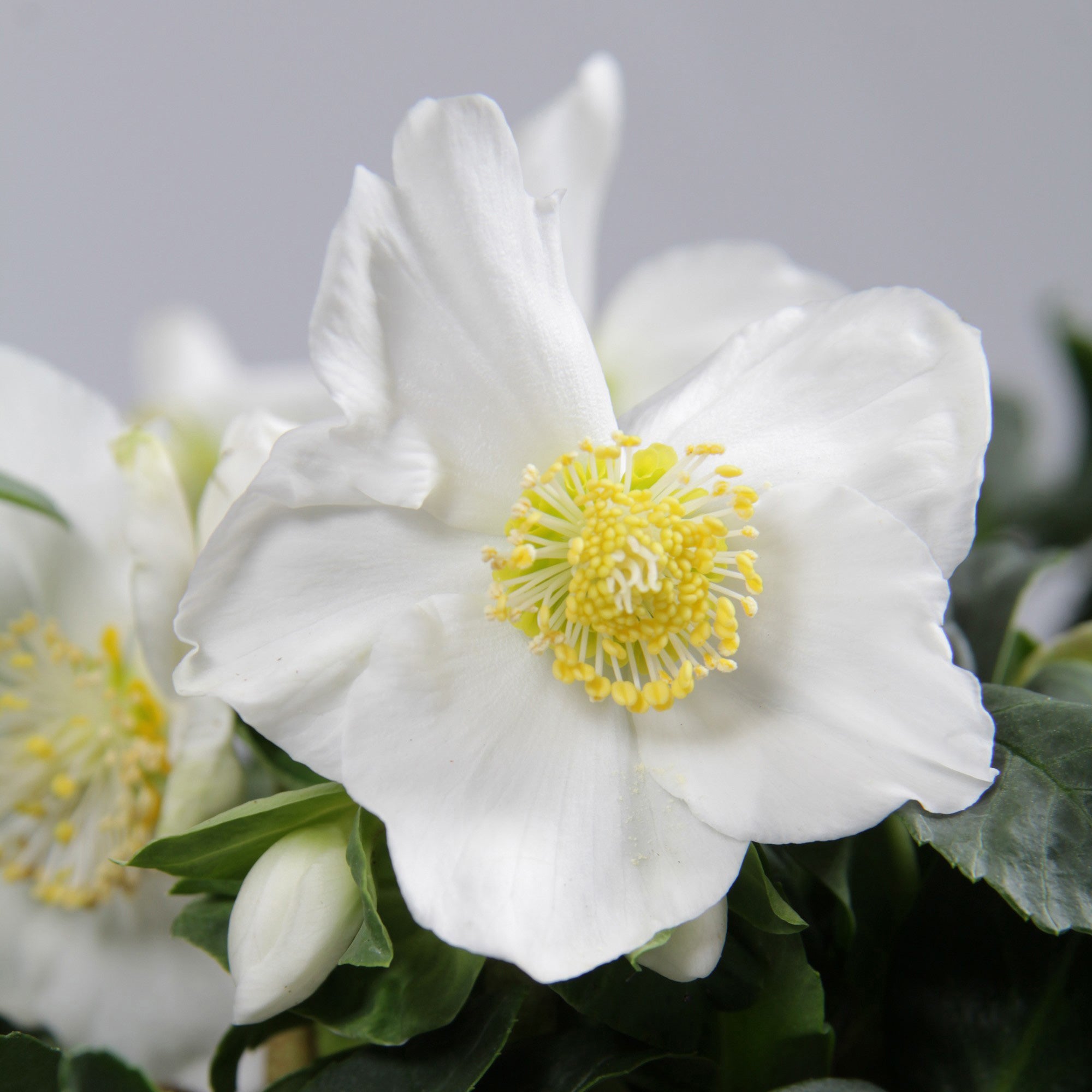 Bakker Hellébore Noël plante pot 12cm blanche Christmas Carol