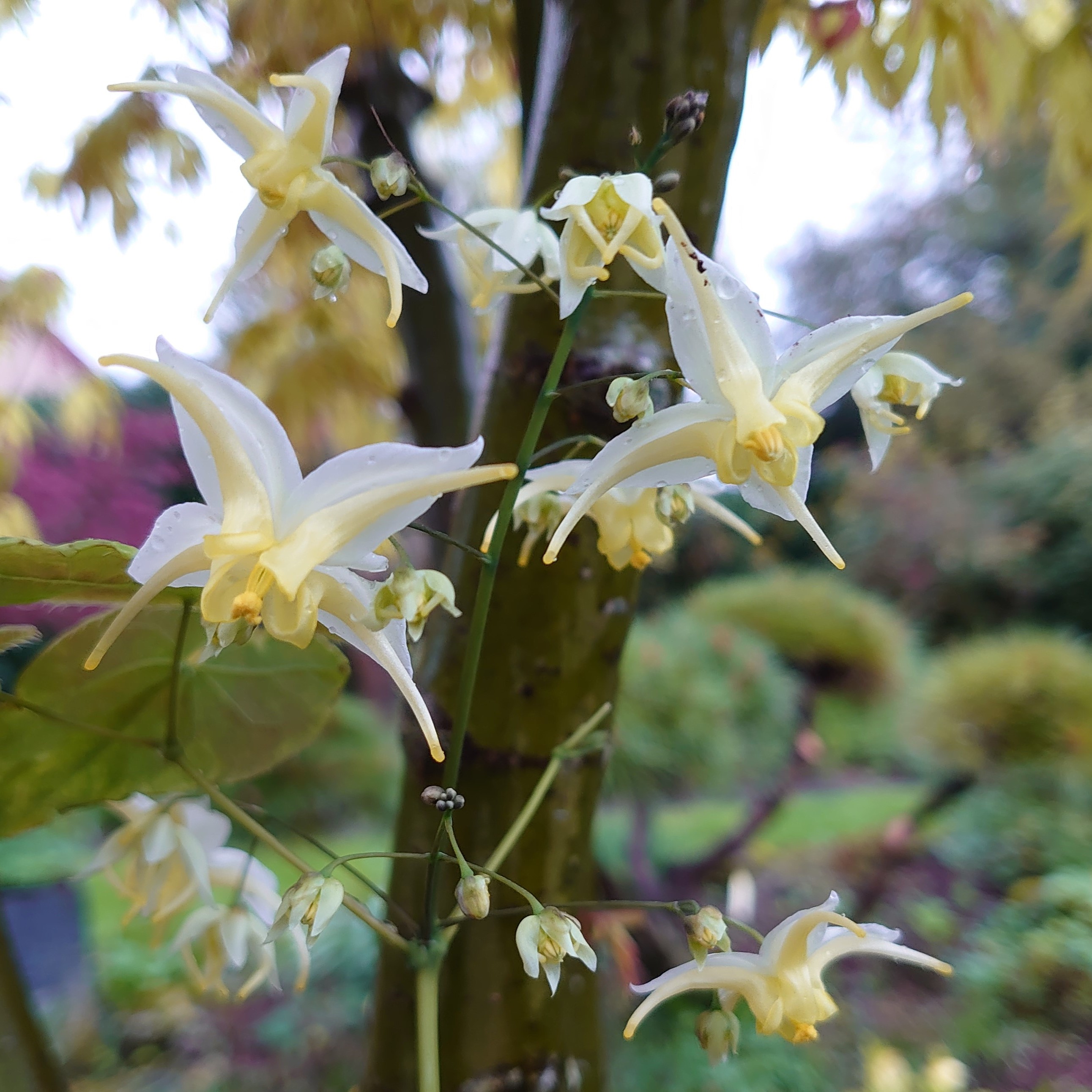 Passion Vivaces Epimedium 'Egret' fleur des elfes blanc jaune