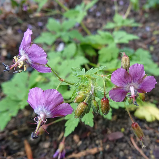Passion Vivaces Geranium monacense Claudine Dupont vivace pot 1L