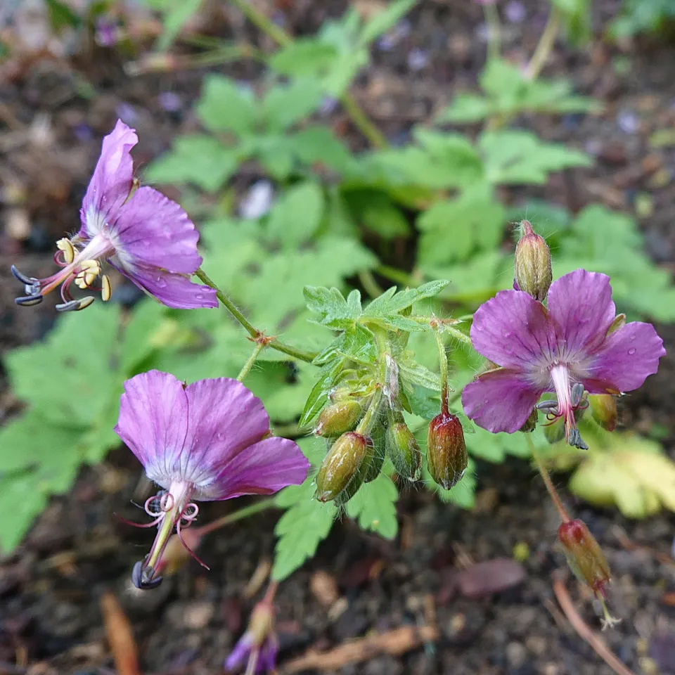 Passion Vivaces Geranium monacense Claudine Dupont vivace pot 1L