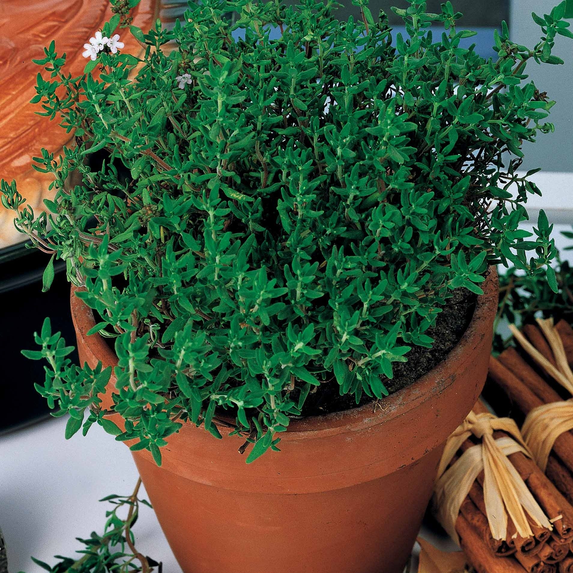 Bakker Potager Thym d'hiver vivace sachet 1g 5500 graines