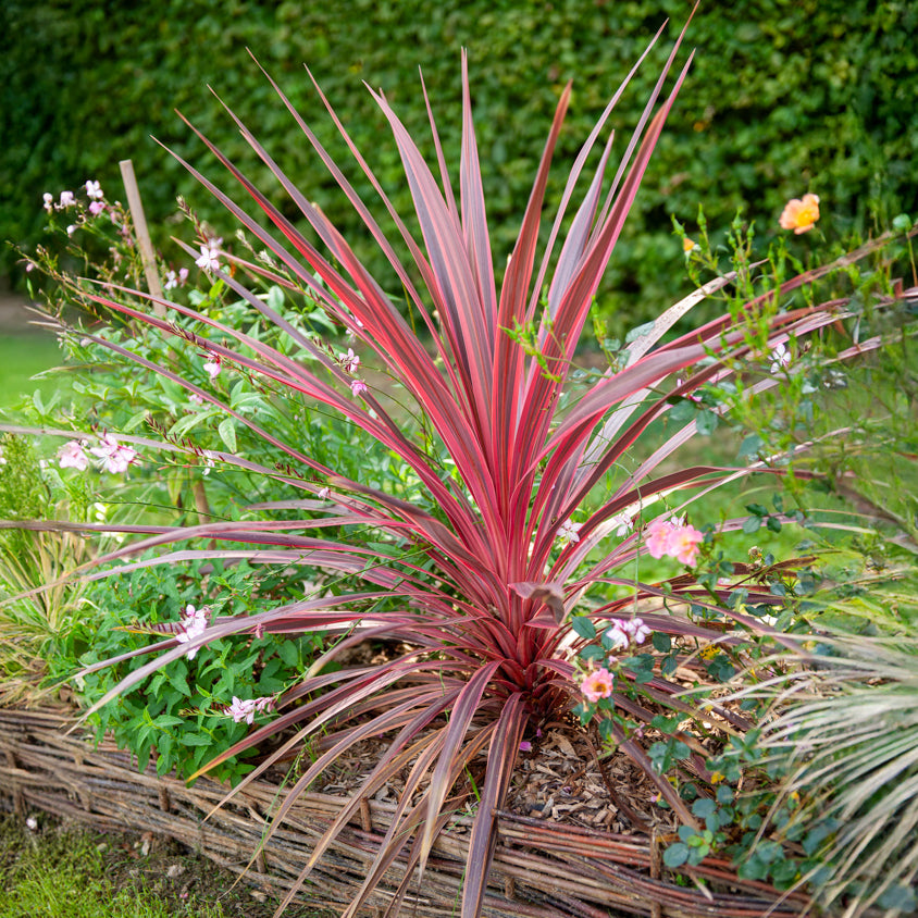 Bakker Cordyline australis Pink Passion pot Ø9cm soleil