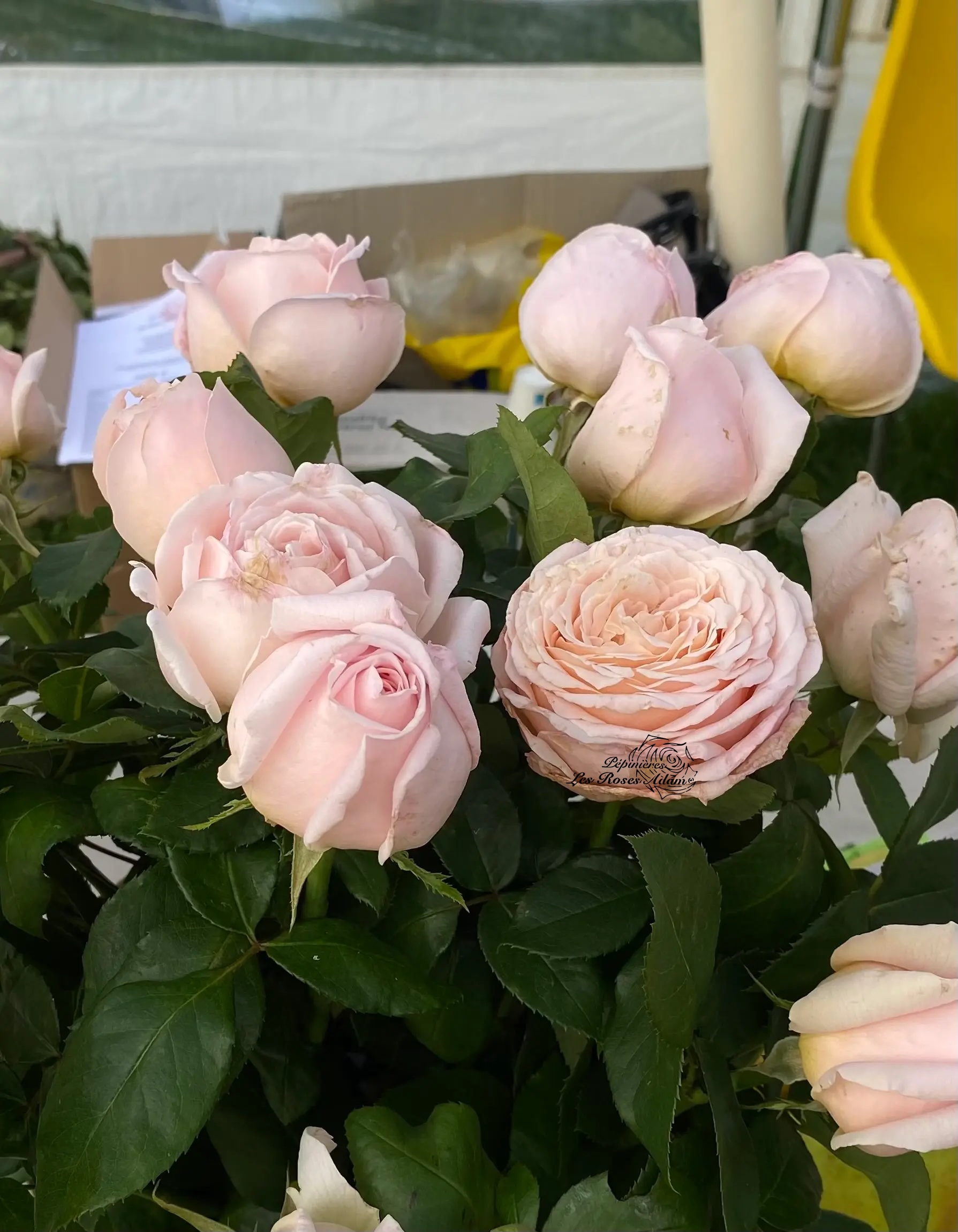 Michel Adam Miss Paris Adaquesixel rosier buisson rose pâle parfumé