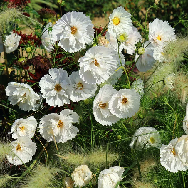 Bakker Cupcakes White cosmos blanc sachet 1g ±100 graines