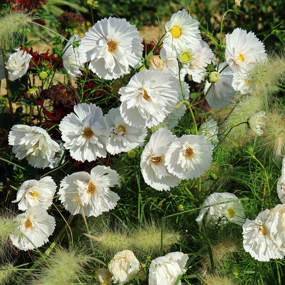 Bakker Cupcakes White cosmos blanc sachet 1g ±100 graines