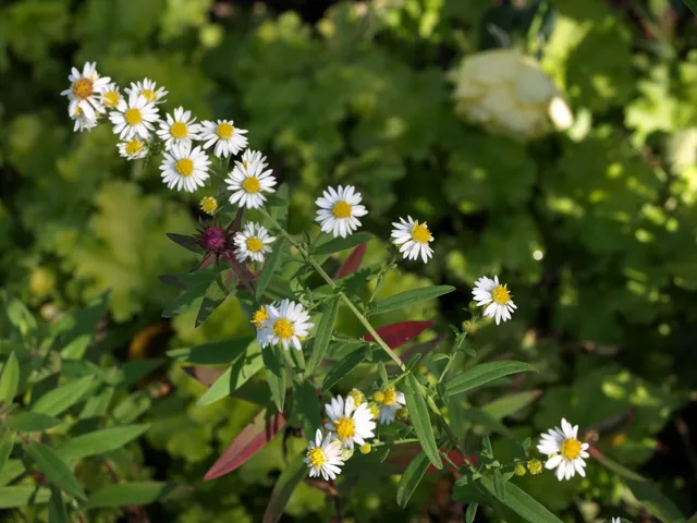 Passion Vivaces Aster Herbstmyrte plante de jardin godet blanc