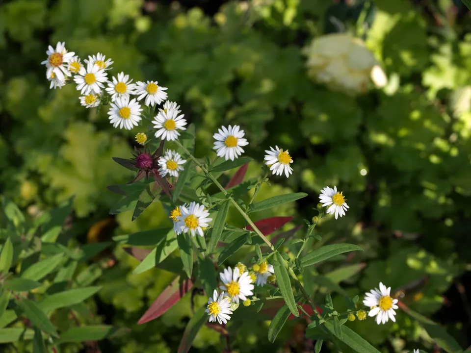 Passion Vivaces Aster Herbstmyrte plante de jardin godet blanc