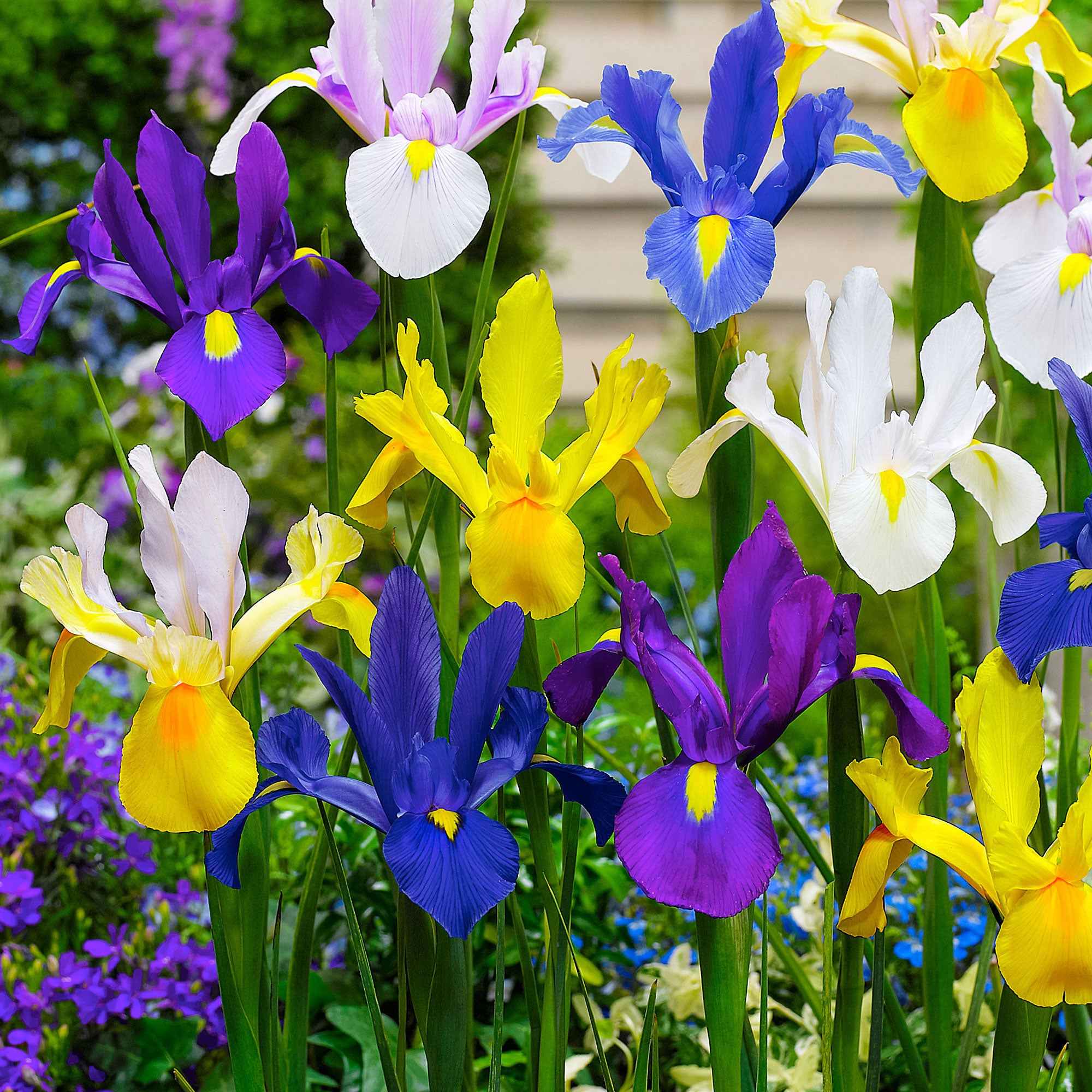 Bakker Iris de Hollande bulbes sachet 50 mélange couleurs