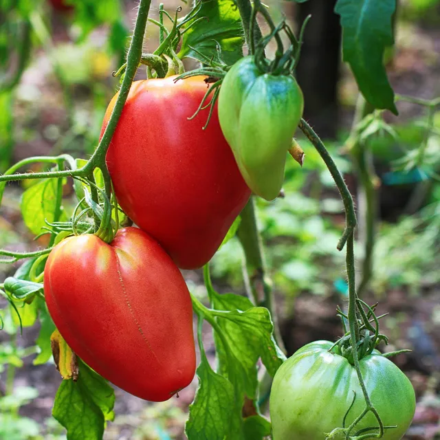 Bakker Cœur de Bœuf plant tomate lot 3 pots 10,5cm