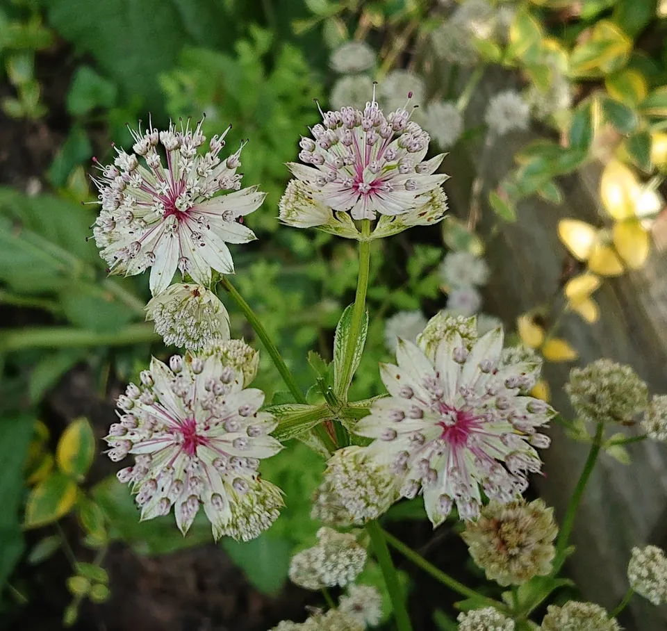 Passion Vivaces Astrantia major Sunningdale Variegata vivace godet
